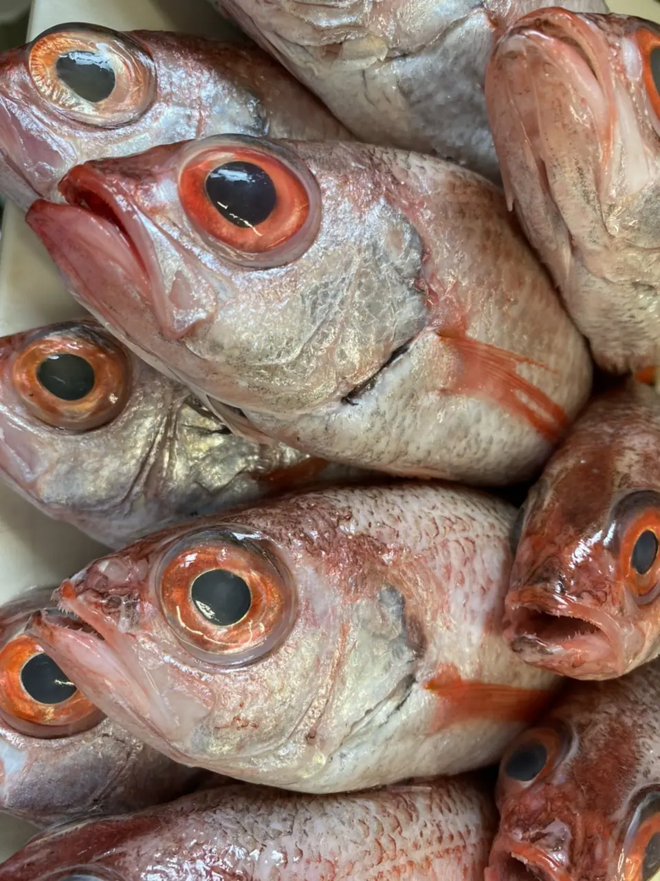季節料理すし処 ひら河